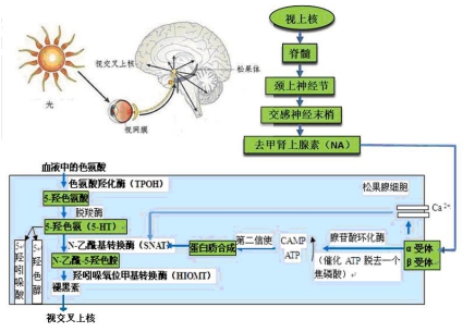 褪黑素的分泌过程