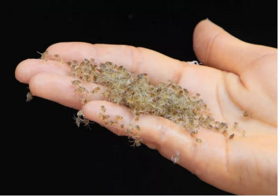 如果这只大闸蟹性成熟正常,它的成长就分为性腺发育,交配产卵,胚胎